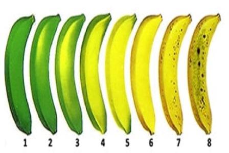 Banana processing unit project report